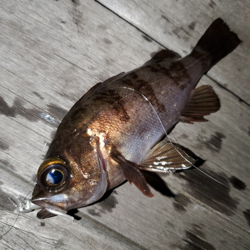 メバルの釣果