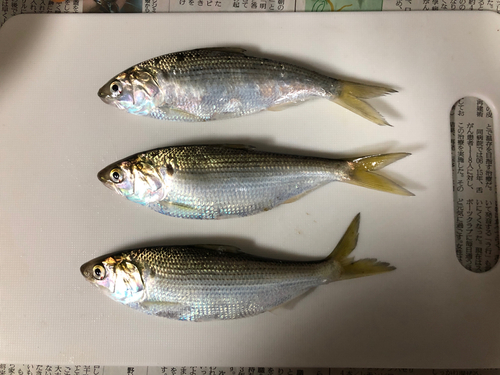 コノシロの釣果