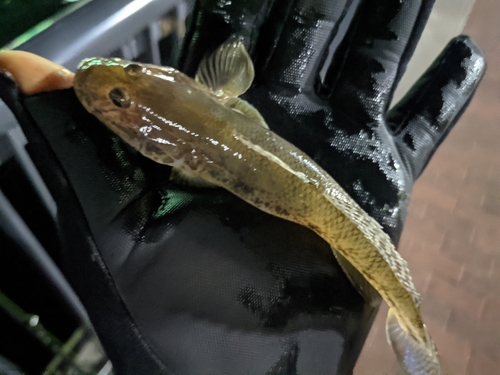 マハゼの釣果