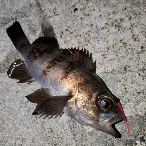 メバルの釣果