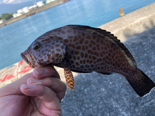 オオモンハタの釣果