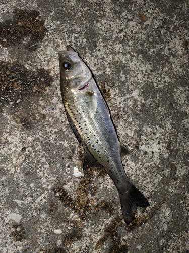 セイゴ（タイリクスズキ）の釣果