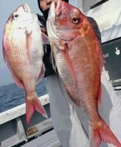 マダイの釣果