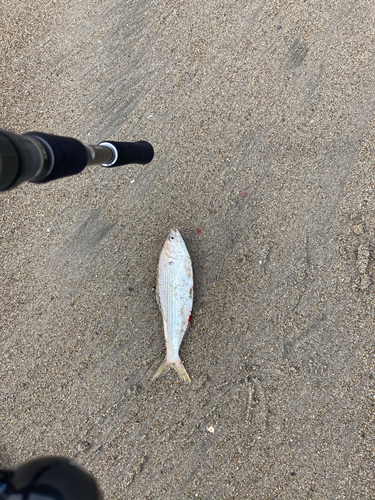 コノシロの釣果