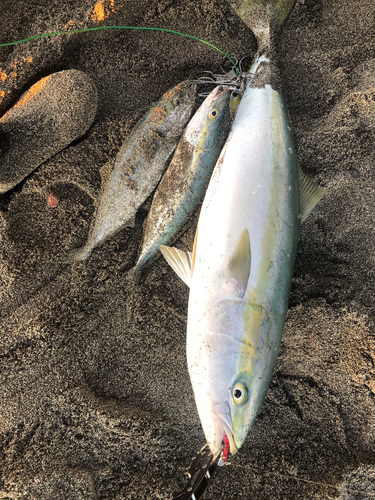 ブリの釣果