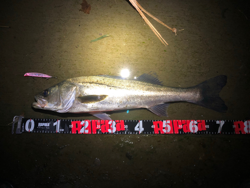 シーバスの釣果