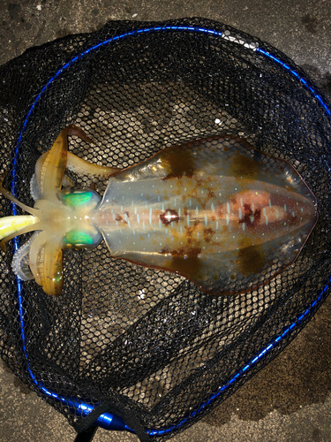 イカの釣果