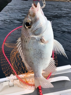 メイチダイの釣果