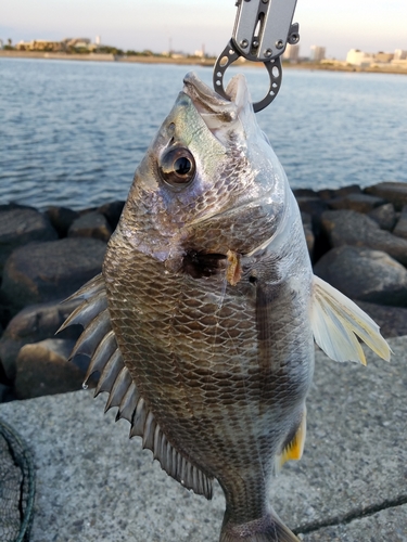 キビレの釣果