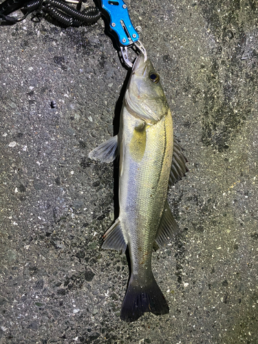 セイゴ（マルスズキ）の釣果