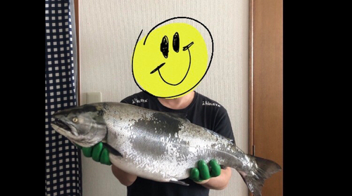 サクラマスの釣果