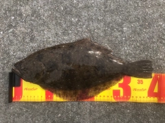 ヒラメの釣果