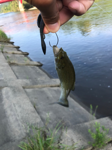 スモールマウスバスの釣果