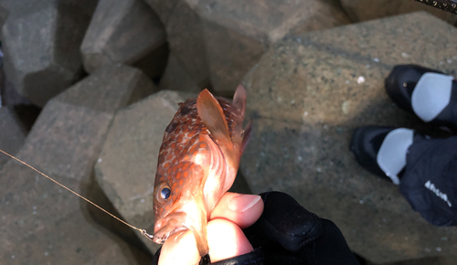 アコウの釣果