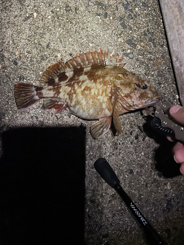 カサゴの釣果