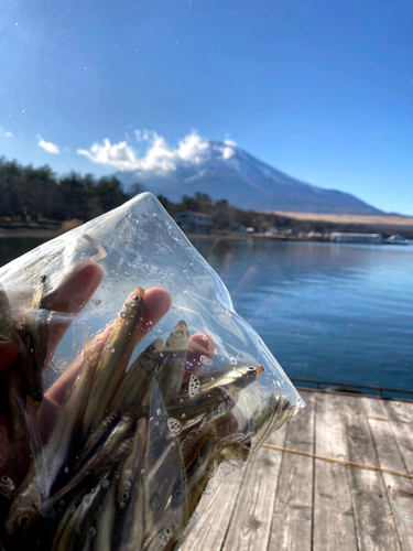 ワカサギの釣果