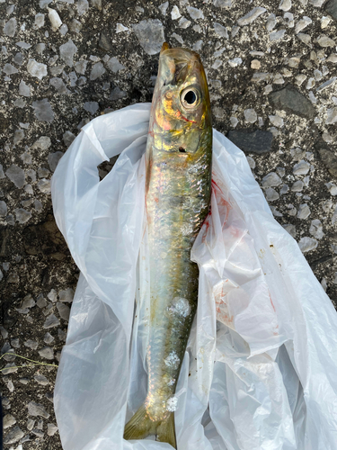 カタボシイワシの釣果