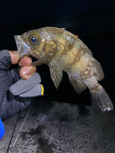 メバルの釣果