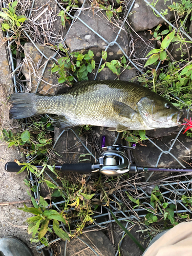 スモールマウスバスの釣果