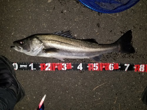 シーバスの釣果