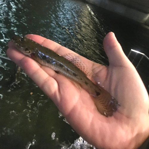 マハゼの釣果