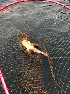 ホウボウの釣果