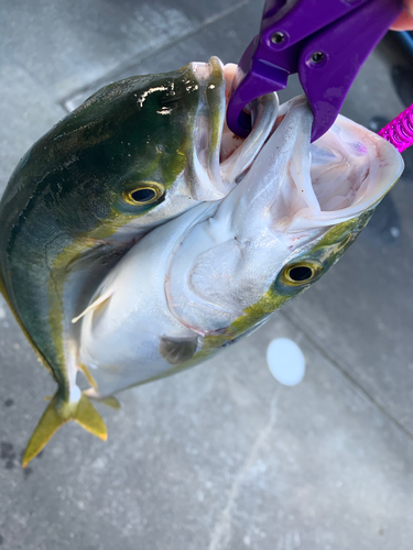 イナダの釣果