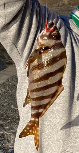 タカノハダイの釣果