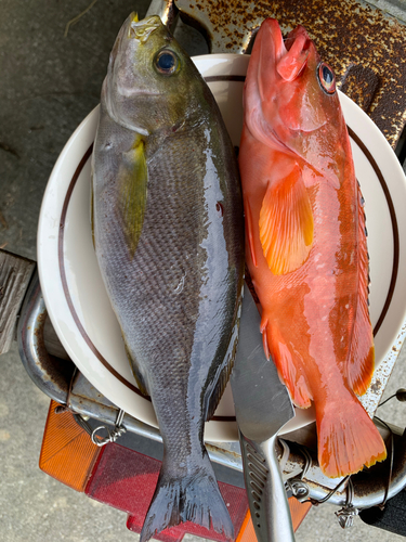 イサキの釣果