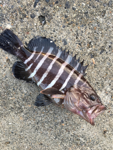 マハタの釣果