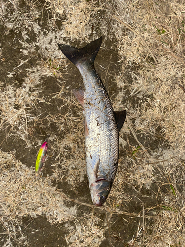 マルタウグイの釣果