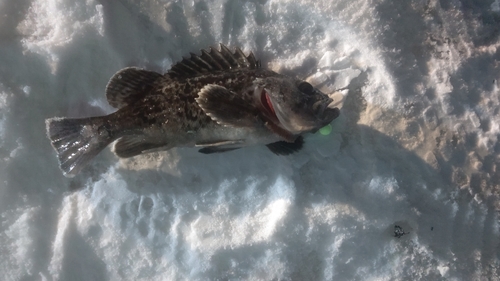 クロソイの釣果