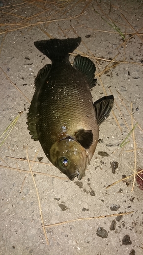 メジナの釣果