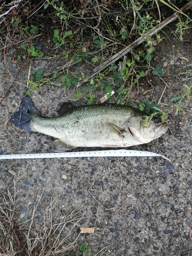 ブラックバスの釣果