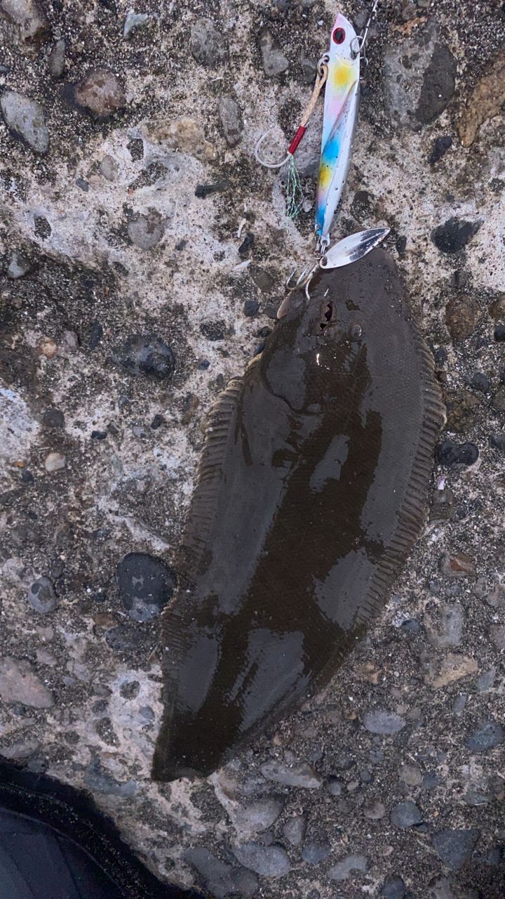 ウシノシタ