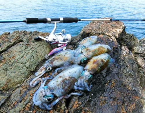 アオリイカの釣果