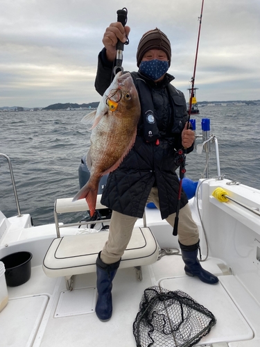 マダイの釣果