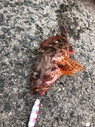 カサゴの釣果