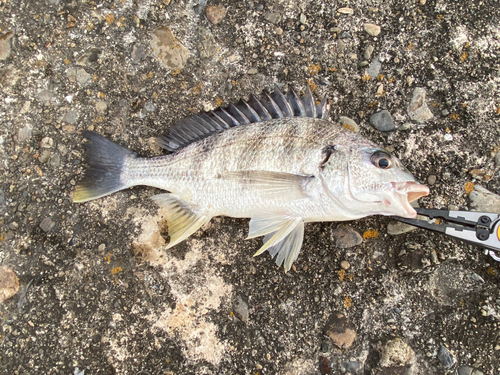 キビレの釣果