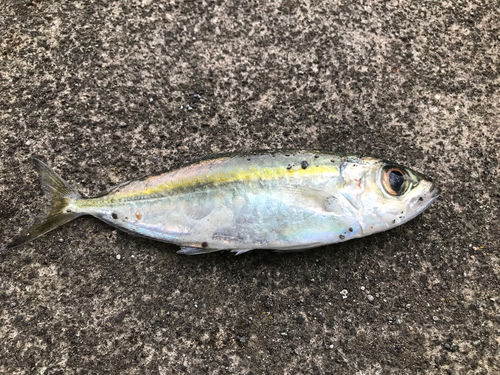 メアジの釣果