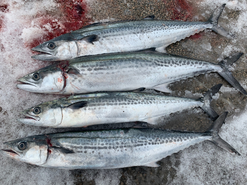 サゴシの釣果