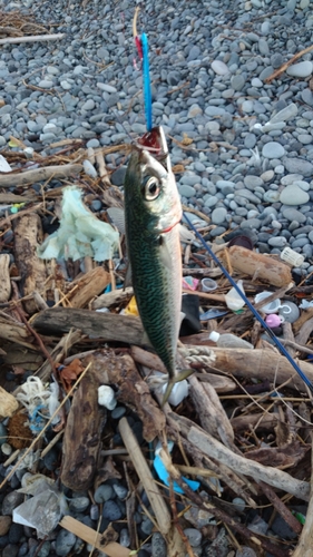 ゴマサバの釣果