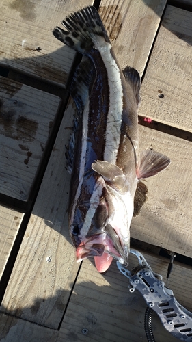 オオモンハタの釣果