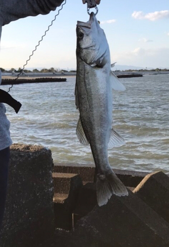 スズキの釣果