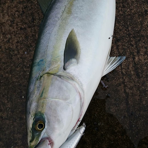 ワラサの釣果