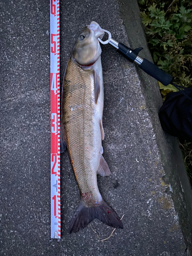 マルタウグイの釣果