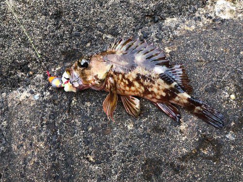 カサゴの釣果