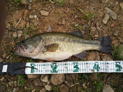 ブラックバスの釣果