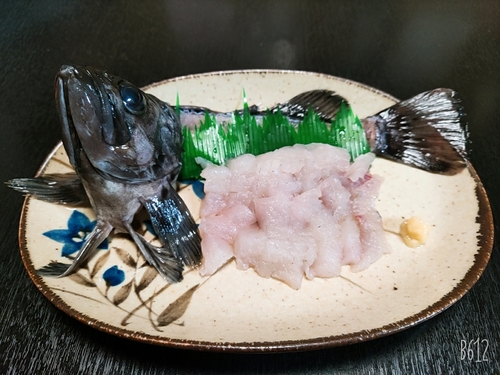 クロソイの釣果