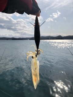 ケンサキイカの釣果